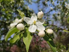 -长白岛森林公园