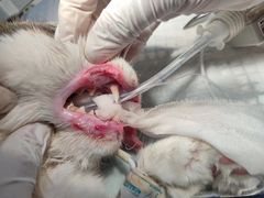 -康旭宠物医院(郑州总院)