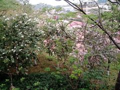 -佛山华盖山公园