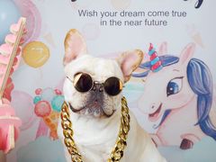 -超宠爱宠物摄影-Super pet