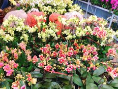 -龙大花卉苗木市场