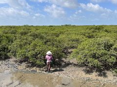 -北海金海湾红树林生态旅游区