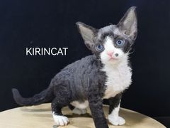 -十年猫舍·猫咪专门店(普陀店)