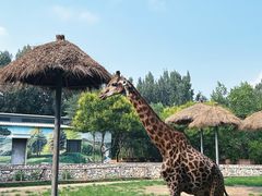 -北京野生动物园