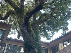 -普陀山雷迪森庄园