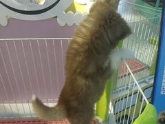 -龟与熊猫宠物公园(南坪店)