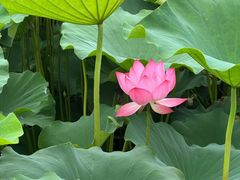 -渌洋湖湿地公园