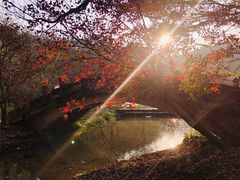 -田野绿世界