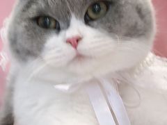 -艾吉宠物医院·疑难杂症转诊中心·猫友好(碧江路院)