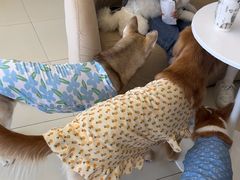 -怪兽屋·羊驼·猫咖·狗咖(俊华广场店)