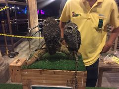 -清迈夜间动物园