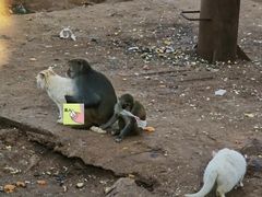 -昆明动物园