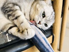 -平行世界·猫咖(首经贸店)