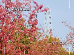 -顾村公园