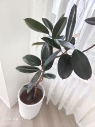 -HEYAN荷妍专业脱毛连锁机构