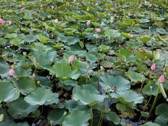 -羊亭河湿地公园