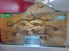 -上海昆虫博物馆