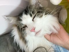 -猫大福·Fortune Cat猫舍(百子湾店)