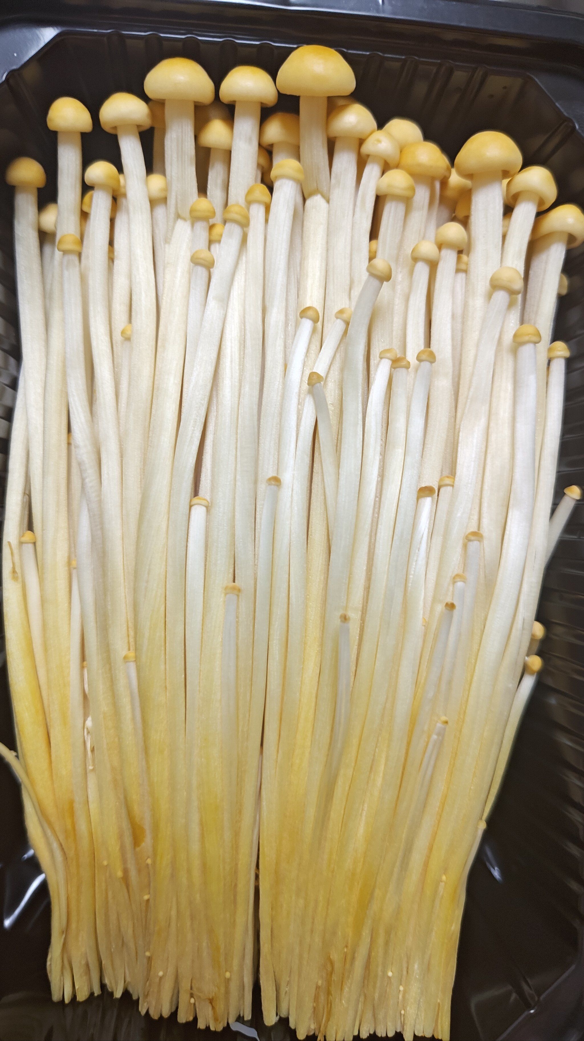 黄金针菇