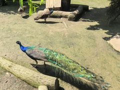 -哈尔滨北方森林动物园