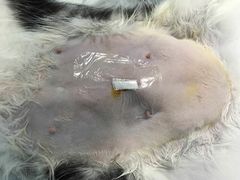 -爱贝特动物医院·猫口炎专科