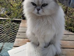 -喵屿·大理花园猫咖