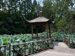 -上海滨江森林公园