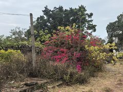 -涠洲岛-圣母堂