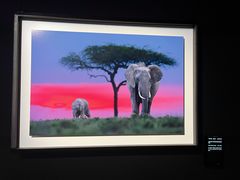 -罗红摄影艺术馆