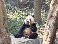 -都江堰中华大熊猫苑