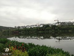 -琴亭湖公园