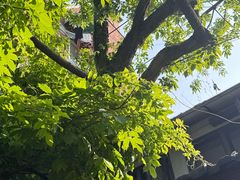 -古董花园(思南路42弄小区店)