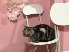 -李小姐の猫咖啡馆(五角场店)