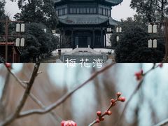 -荷兰花海