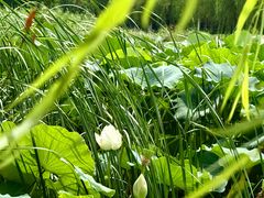 -艾溪湖湿地公园