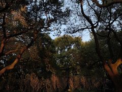 -上海共青森林公园