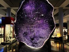 -美国自然历史博物馆