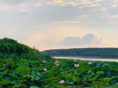 -丁香湖公园