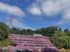 -深圳仙湖植物园