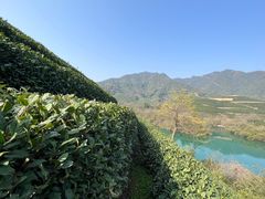 -龙坞茶村