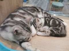 -BABIT巴比特宠物(MOMOPARK店)