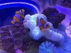 -芜湖新华联大白鲸海洋公园