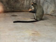 -石家庄市动物园