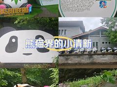 -都江堰中华大熊猫苑