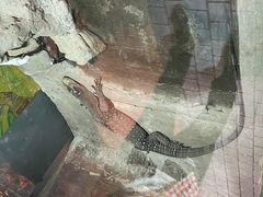 -上海大自然野生昆虫馆(东方明珠·爬宠昆虫探索中心)