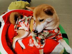 -逗柴咖啡屋·狗咖猫咖宠物桌游