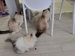 -喵的天空名猫咖啡馆·撸猫·猫舍·用品