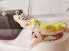 -酷以爬仙阁实体爬宠店·守宫·蜥蜴·专业繁育