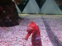 -暹罗海洋世界
