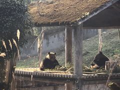 -中国大熊猫保护研究中心雅安碧峰峡基地